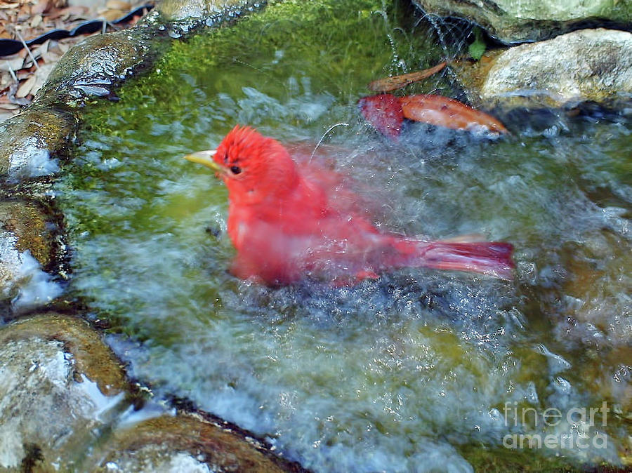 Splish Splash Tanager Photograph by D Hackett