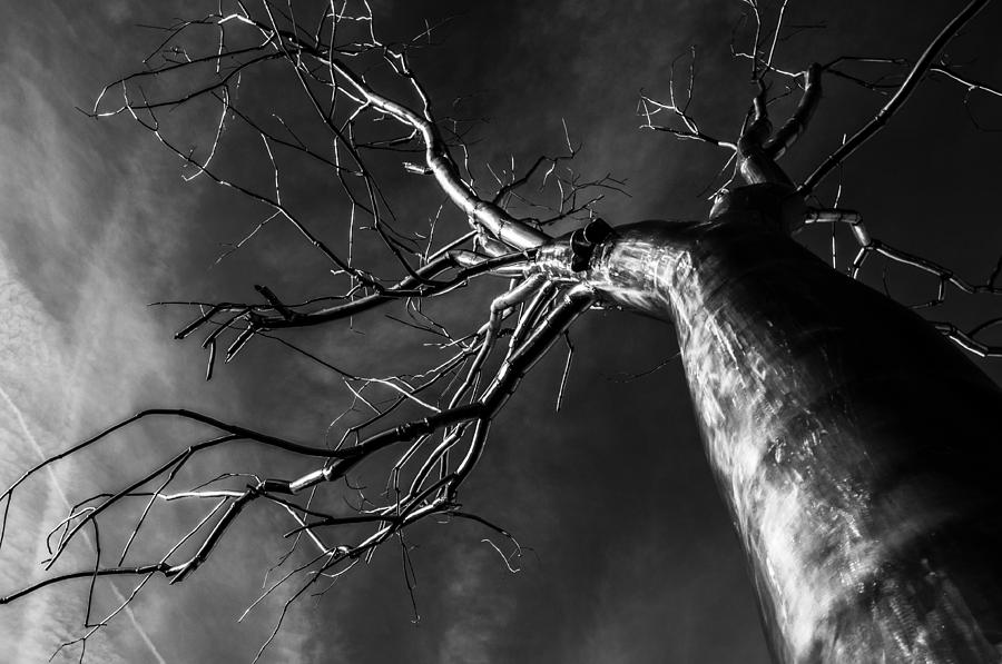 Metallic Tree Black and White Photograph by Pelo Blanco Photo