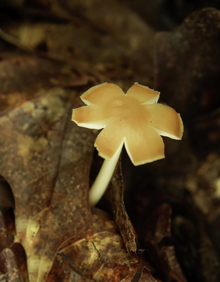 Split Capped Mushroom Photograph by Douglas Barnett