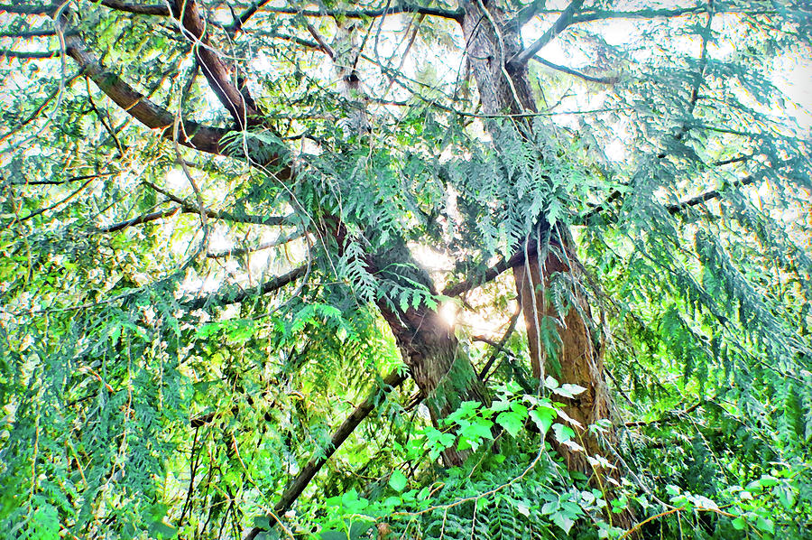 Split Cedar Photograph by Adria Trail