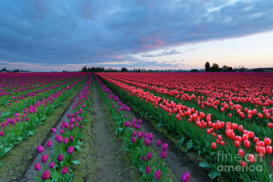 Tulip Photograph - Split Color by Michael Dawson