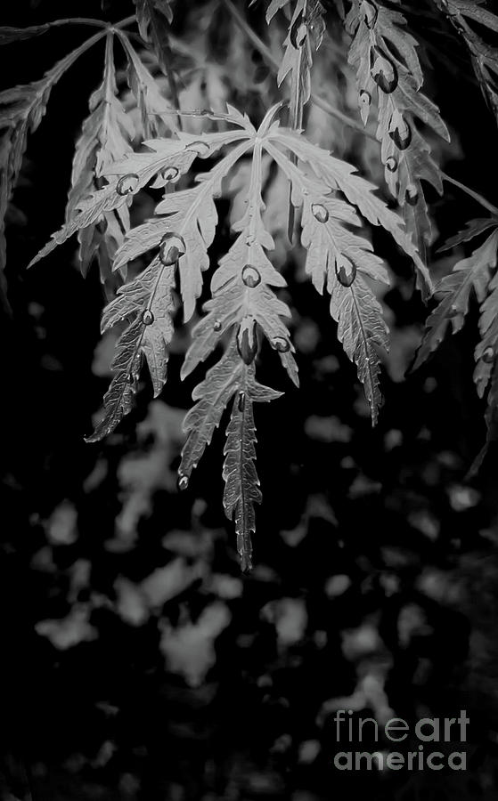 Split Leaf Japanese Maple Monochrome Photograph by James Aiken