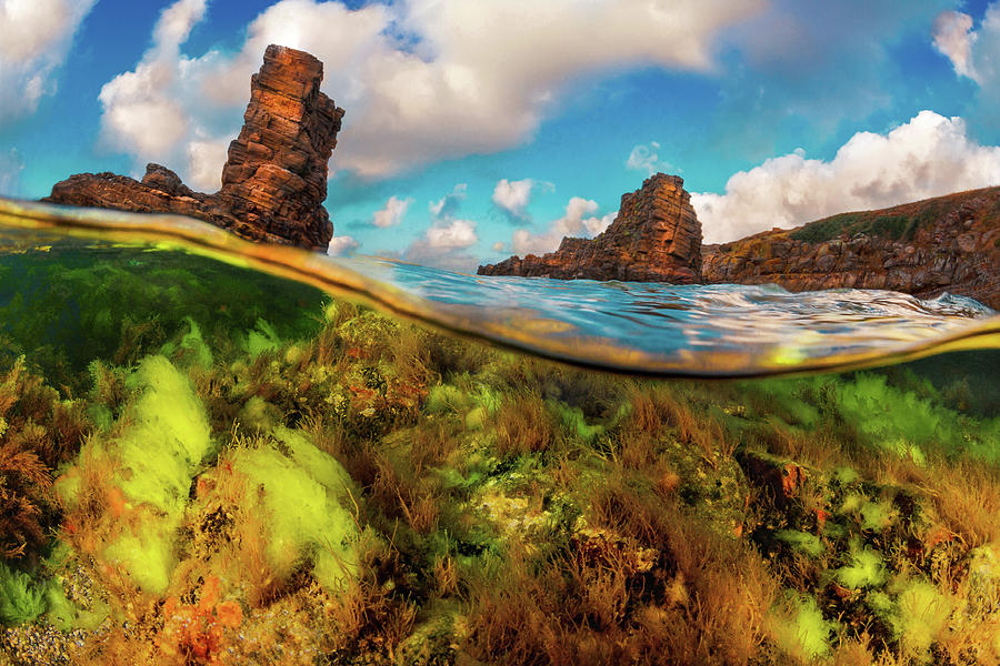Nature Photograph - Split Level Colorful Algae And Rocks by Todor Dimitrov