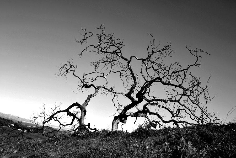 Tree Photograph - Split Single Tree on Hillside - Black and White by Matt Quest