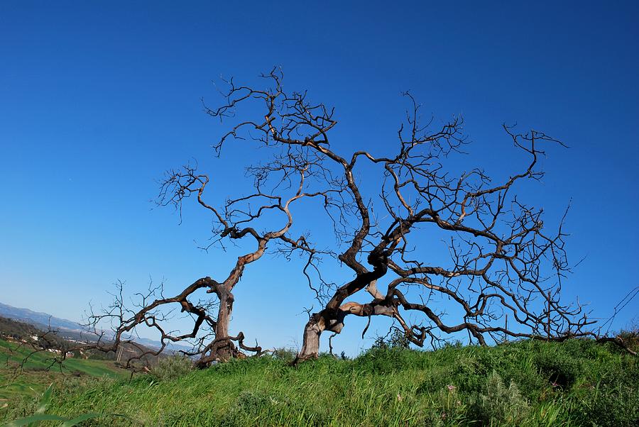 Tree Photograph - Split Single Tree on Hillside by Matt Quest