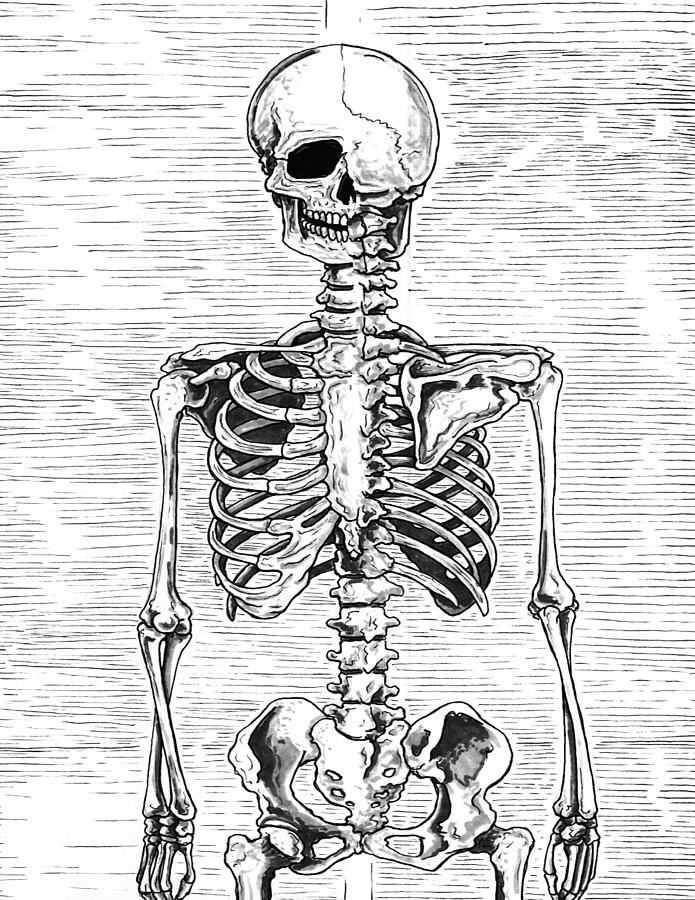 Split Skeleton Drawing by Brendan Howells - Fine Art America