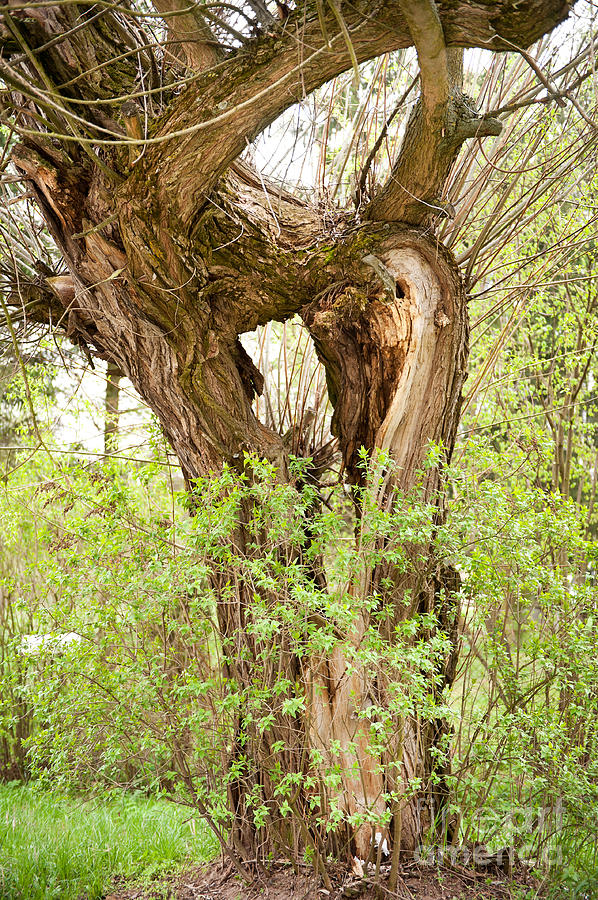 Split tree huge hole Photograph by Arletta Cwalina - Fine Art America