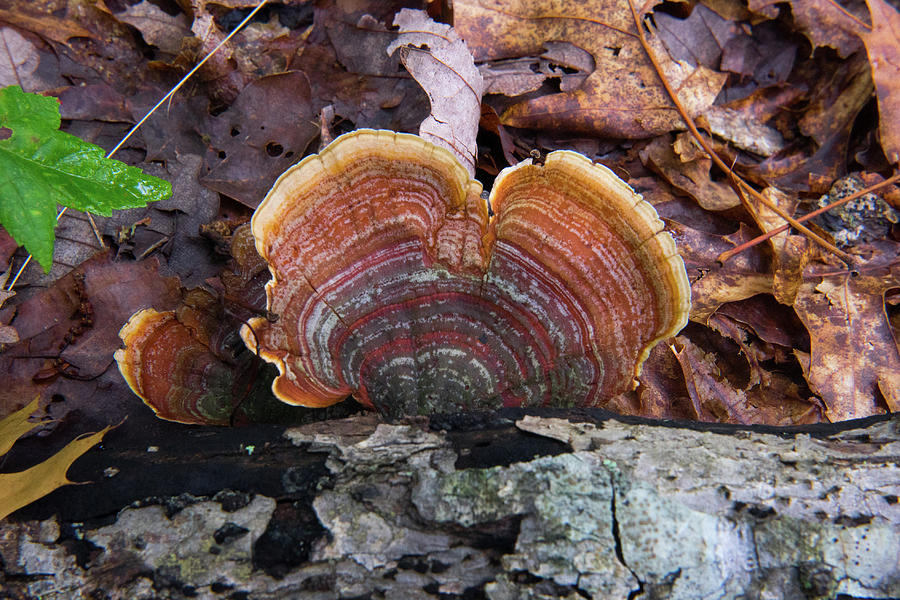 Split Turkey Tail Fungus Photograph by Douglas Barnett
