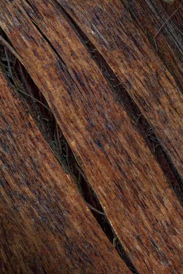 Splits in Wood Photograph by Steve Gravano