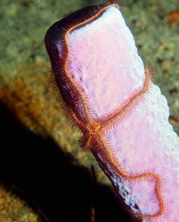 Sponge Brittlestar Starfish Photograph by Amy McDaniel