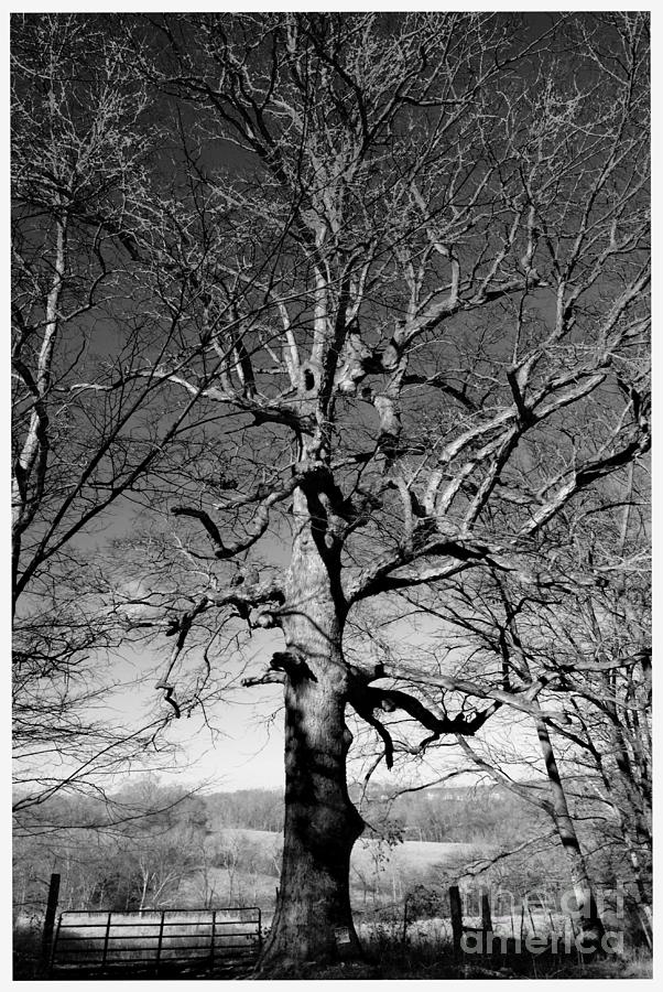 Spooky Tree Photograph