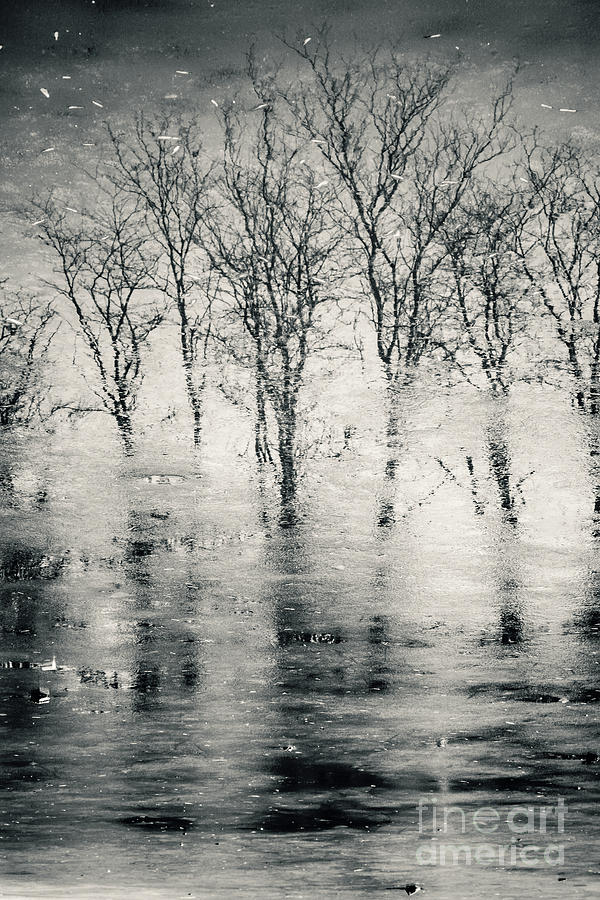 Spooky forest reflection landscape Photograph by Dimitar Hristov