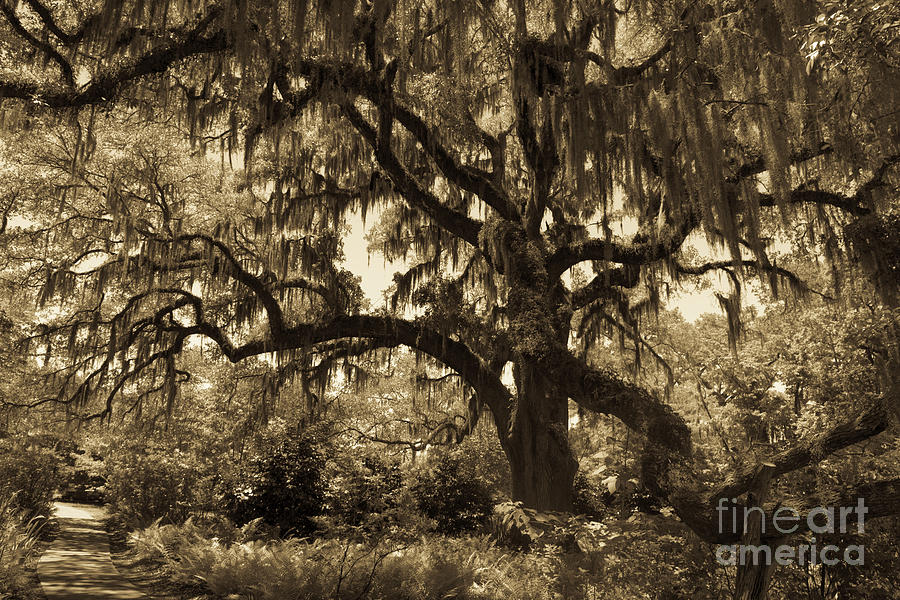 Spooky Halloween Tree In Sepia Photograph