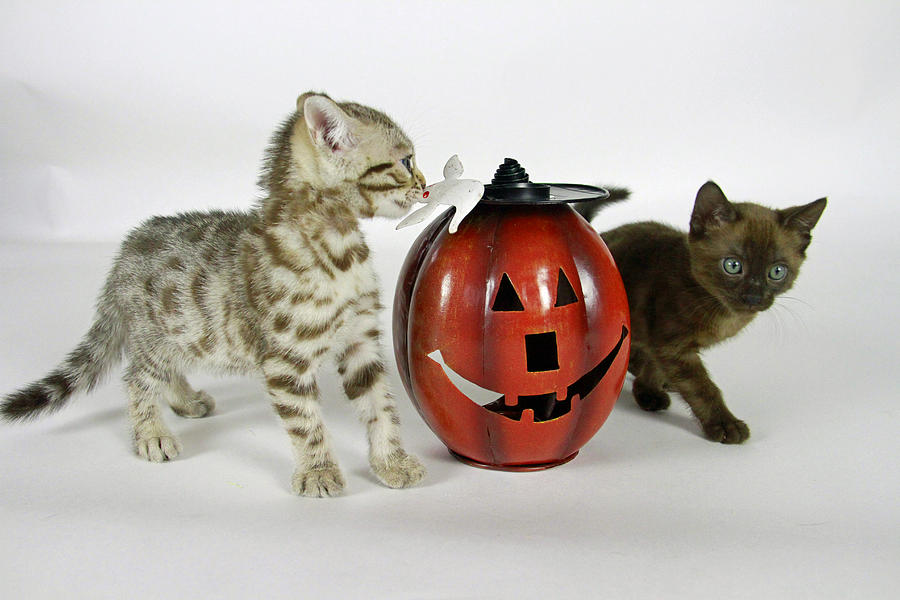 Spooky Kitties Photograph by Shoal Hollingsworth
