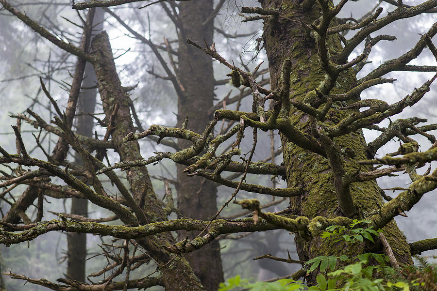 Spooky Spruce Photograph by Robert Potts