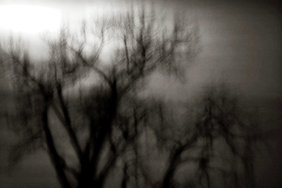 Spooky Tree BW Photograph by Marilyn Hunt