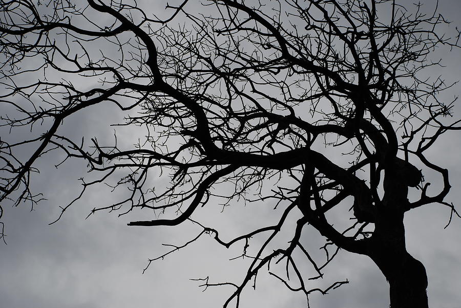 Spooky Tree Photograph by Carol Eliassen