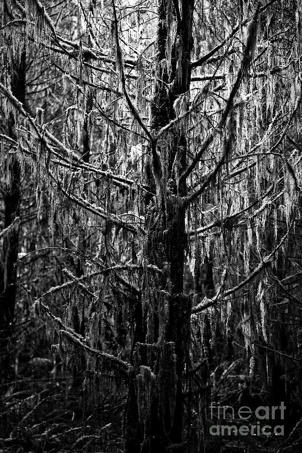 Spooky Tree in Black and White Photograph by Bruce Block