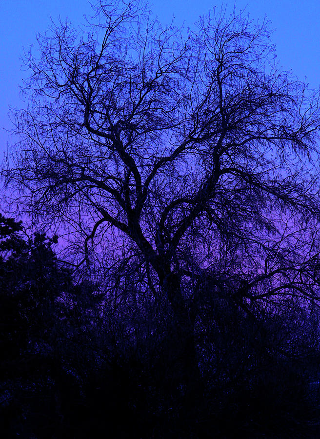 Spooky Tree by Paul Marto Spooky Tree by Paul Marto