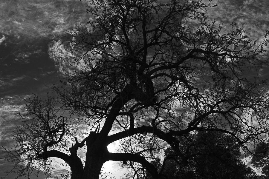Spooky Tree Photograph by Shoal Hollingsworth