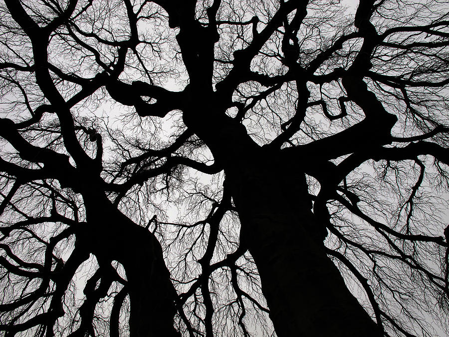 Spooky trees - 365-230 Photograph by Inge Riis McDonald