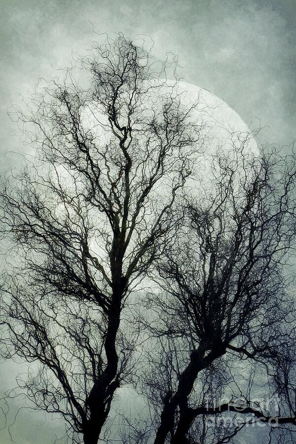 Spooky Winter Moon Photograph by Patricia Strand