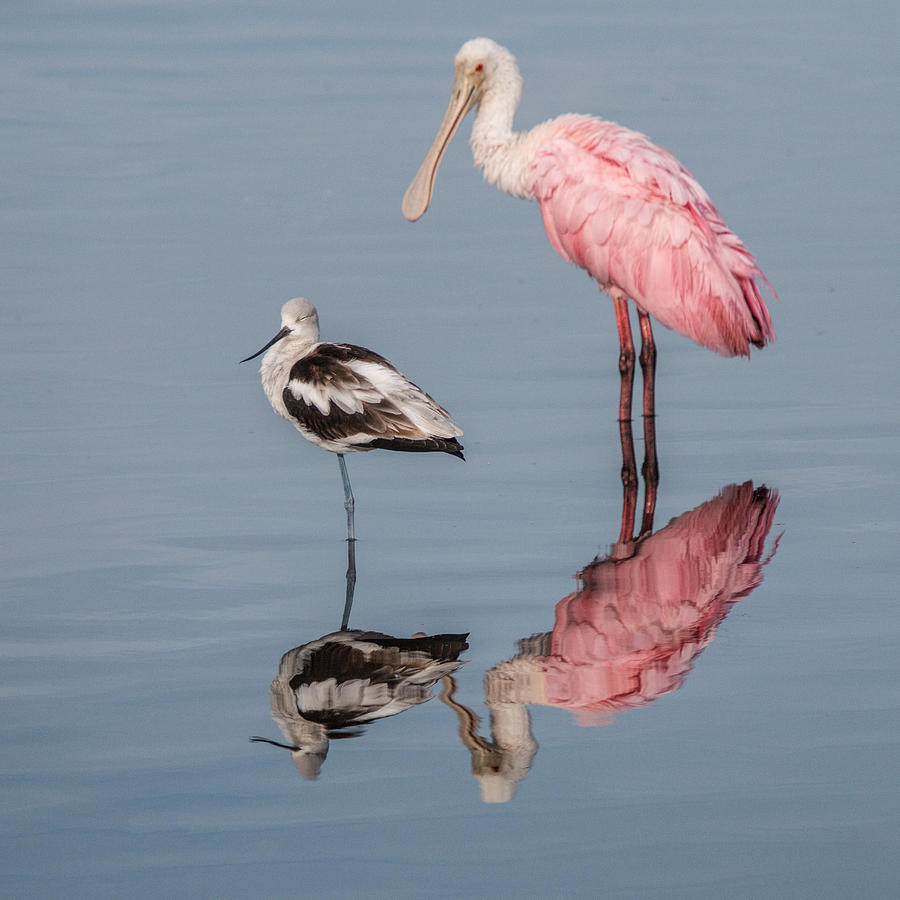 Spoonbill Photograph - Spoonbill, American Avocet, and Reflection by Dorothy Cunningham