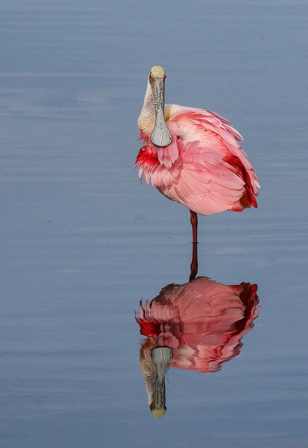 Spoonbill and Reflection Photograph by Dorothy Cunningham