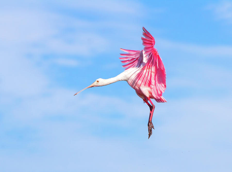 Spoonbill Ballet Photograph by Mark Andrew Thomas