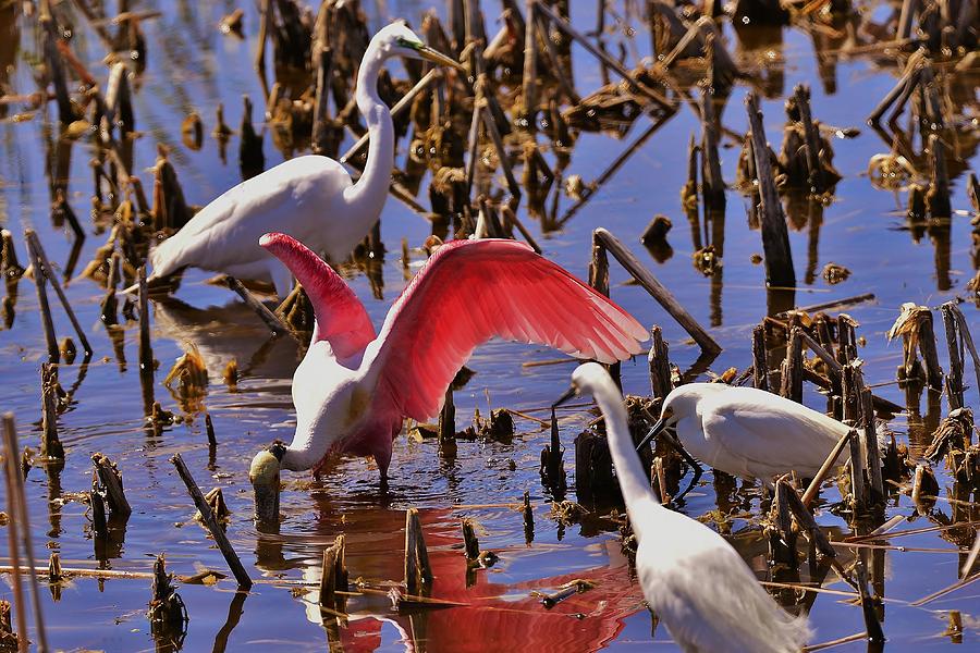 Spoonbill Photograph by Bill Hosford