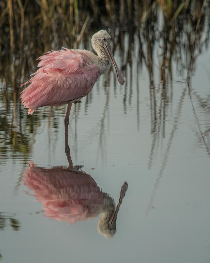 Spoonbill Photograph by Dorothy Cunningham