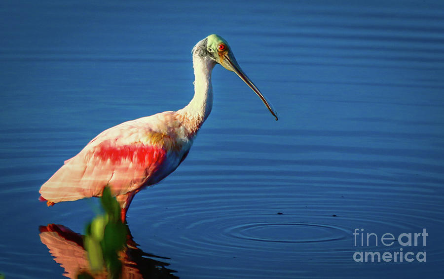 Spoonbill Dribble Photograph by Tom Claud