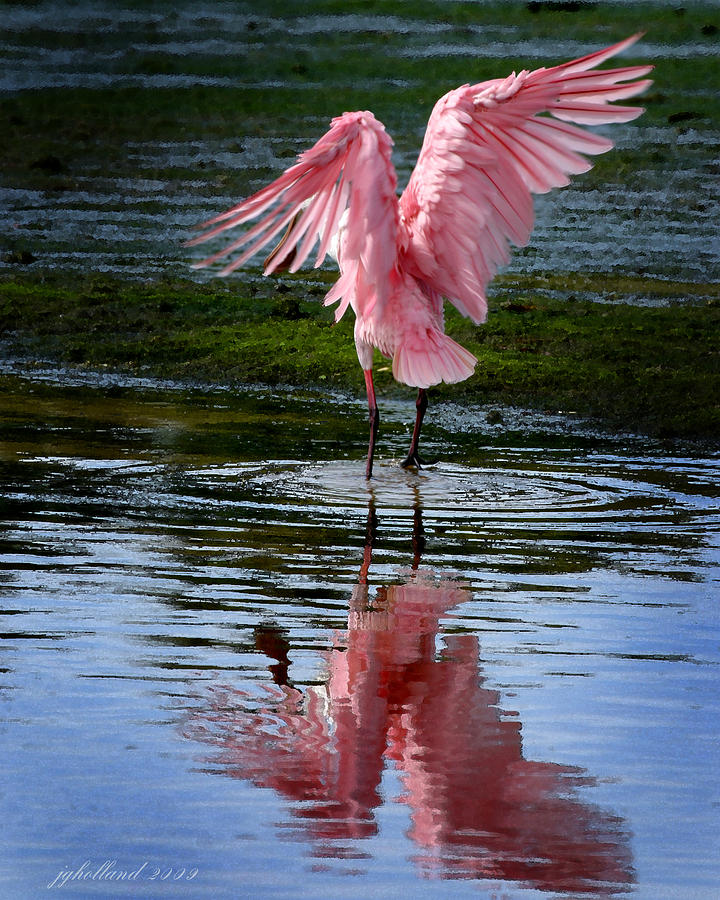 Spoonbill Flapping Wings Photograph by Joseph G Holland