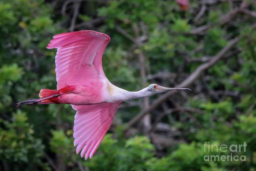 Spoonbill Fly-By Photograph by Tom Claud