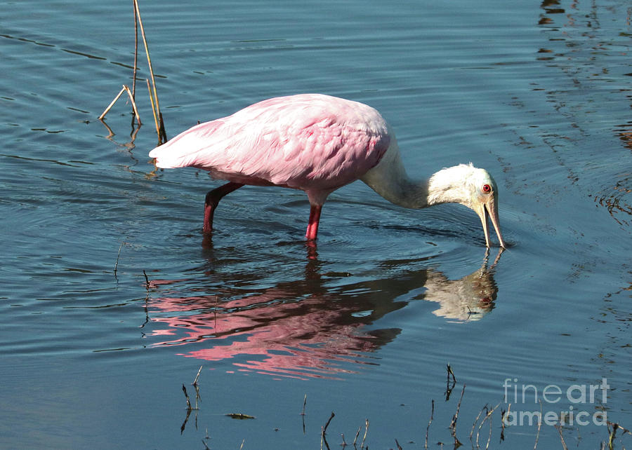Spoonbill in Blue Pond Photograph by Carol Groenen