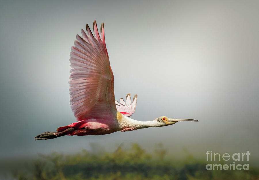 Spoonbill In Foggy Bayou Photograph by Robert Frederick