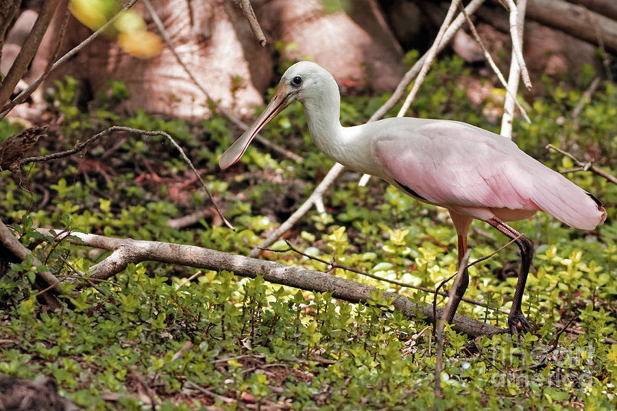 Spoonbill in Spring Photograph by Natural Focal Point Photography