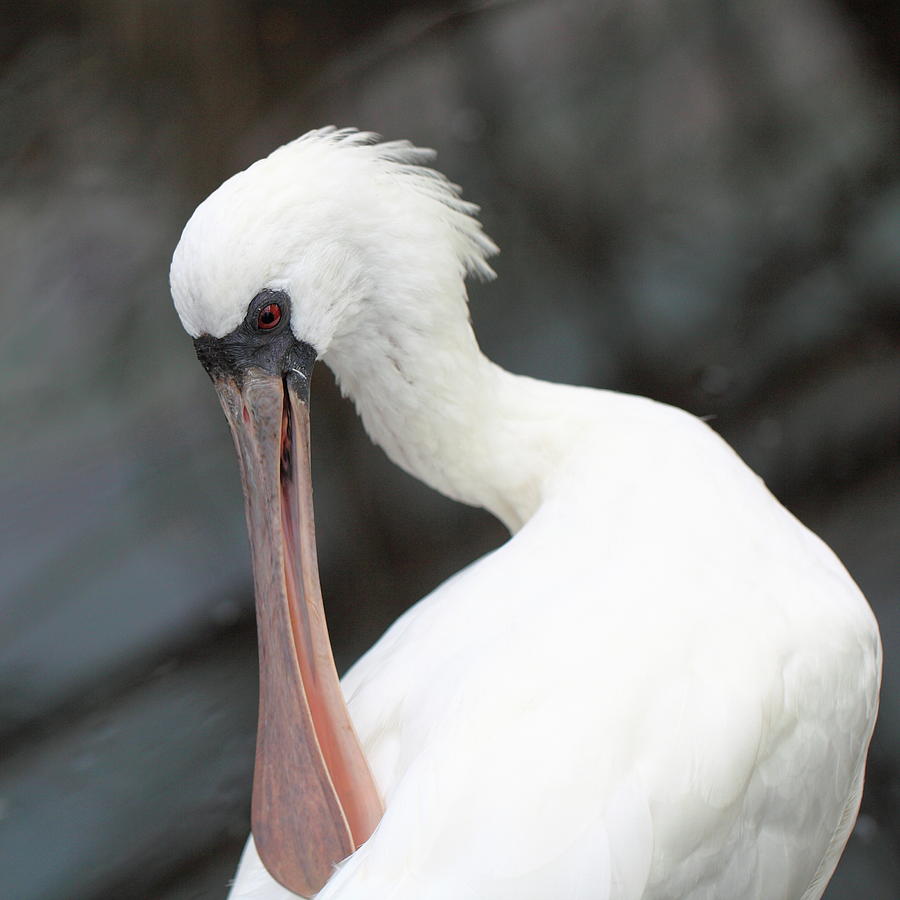 Spoonbill Photograph - Spoonbill by Jackie Russo