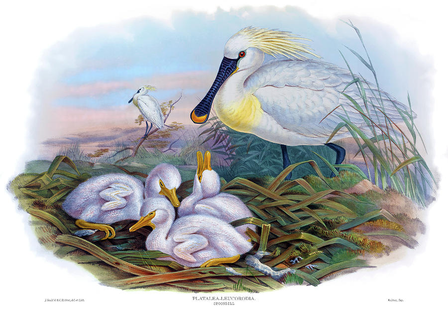Spoonbill Antique Bird Print John Gould Hc Richter Birds Of Great Britain Painting