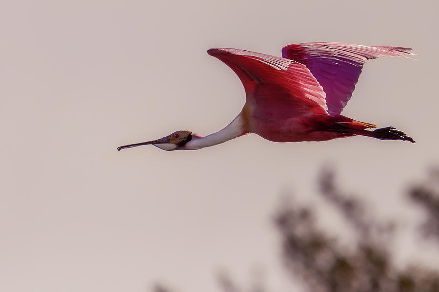 Spoonbill Photograph by Norman Peay
