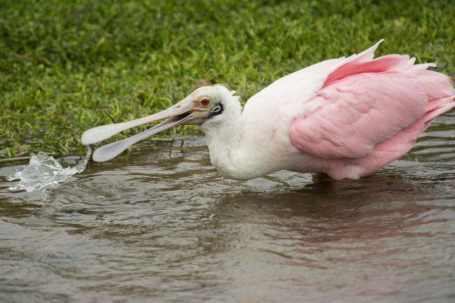 Spoonbill On The Hunt Photograph