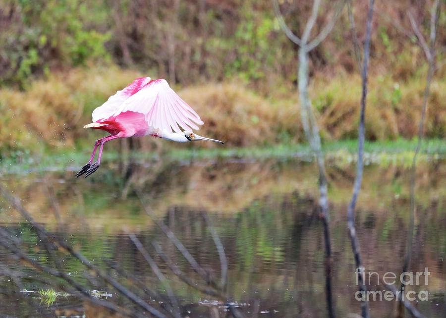 Spoonbill over the Pond Photograph by Carol Groenen