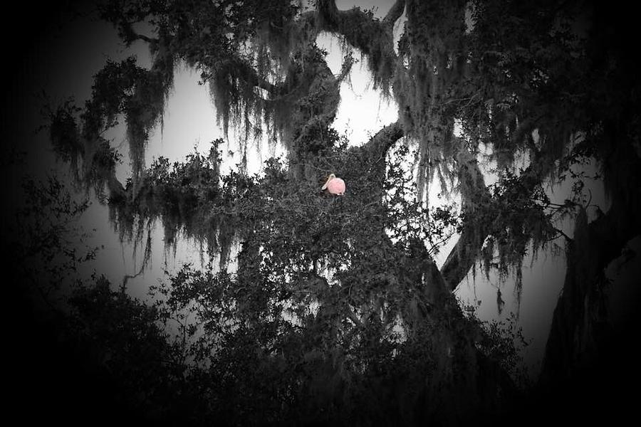 Spoonbill Photograph by Shannon Boswell - Fine Art America