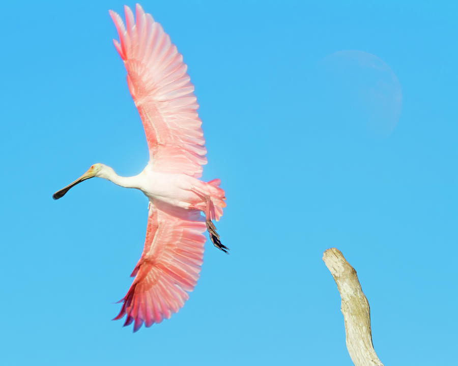 Spoonbill Skies Photograph by Mark Andrew Thomas