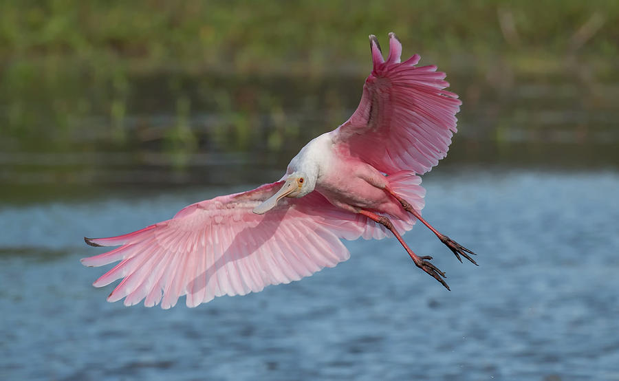 Spoonbill Photograph by Thomas Kaestner - Fine Art America