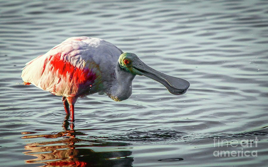Spoonbill Photograph by Tom Claud