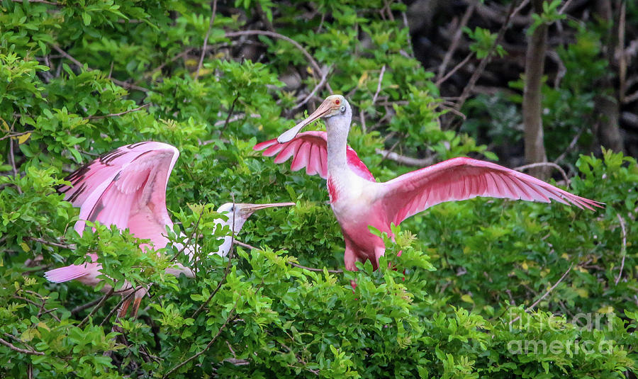 Spoonbills at Nest Photograph by Tom Claud