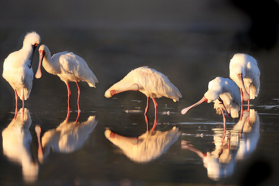 Spoonbill Photograph - Spoonbills in light by Charl Roux