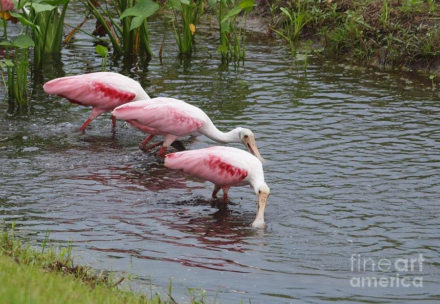 Spoonbills in Shallow Water Photograph by Tom Claud
