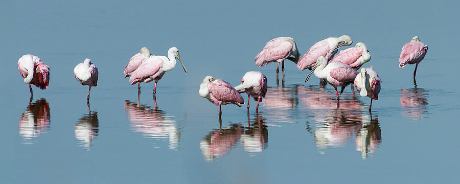 Spoonbills Reflected Photograph by Dawn Currie